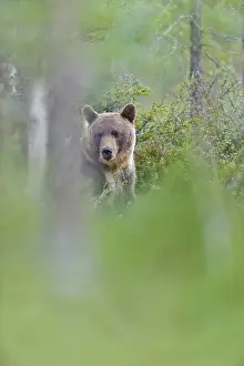 Kuhmo: Brown Bear