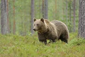 Scots: Brown Bear