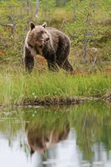Kuhmo: Brown Bear