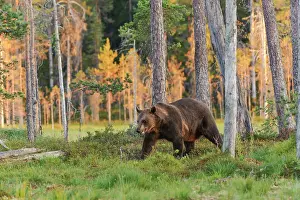 Scots: Brown Bear
