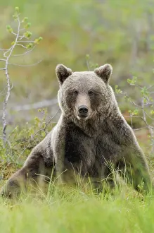 Kuhmo: Brown Bear