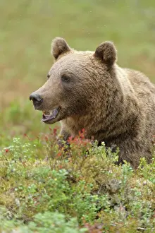 Kuhmo: Brown Bear