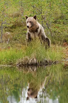 Kuhmo: Brown Bear