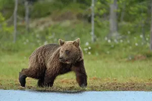 Kuusamo: Brown Bear