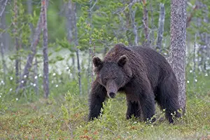 Kuusamo: Brown Bear