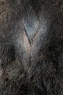 Ursos: Brown Bear