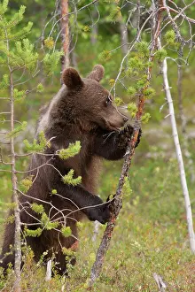 Ursos: Brown Bear
