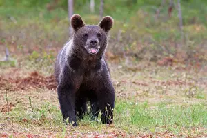 Ursos: Brown Bear