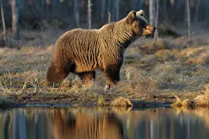 Karelia: Brown Bear