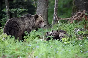 Gorski: Brown Bear