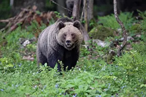 Gorski: Brown Bear