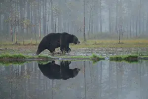 Karelia: Brown Bear