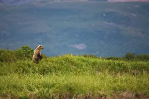 Discovery: Brown Bear