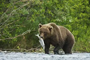 Focused: Brown Bear