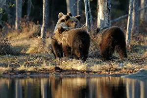 Karelia: Brown Bear