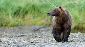 Geographic: Brown Bear