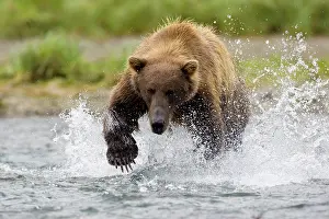 Geographic: Brown Bear