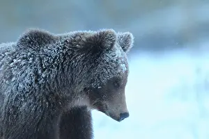 Taiga: Brown Bear