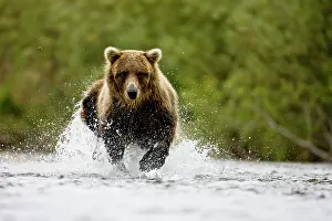 Focused: Brown Bear
