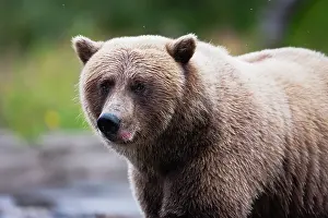 Discovery: Brown Bear