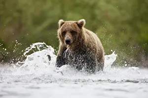 Focused: Brown Bear