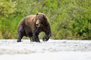Focused: Brown Bear