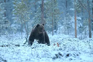 Taiga: Brown Bear