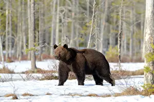 Vartsius: Brown Bear