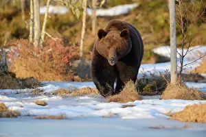 Taiga: Brown Bear