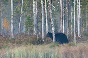 Taiga: Brown Bear