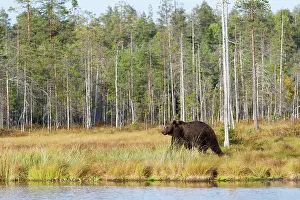 Taiga: Brown Bear