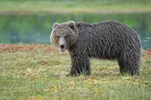 Kuusamo: Brown Bear