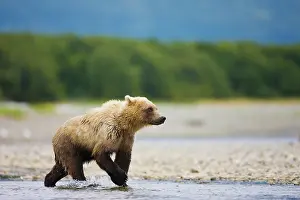 Focused: Brown Bear