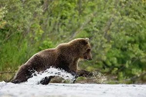 Focused: Brown Bear