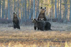 Bogland: Brown Bear
