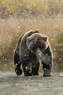 Brooks: Brown Bear