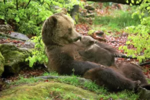 Nurturing: Brown Bear