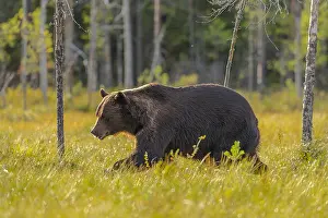130319: Brown bear - adult male bear strolling through a
