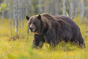 130319: Brown bear - adult male bear strolling through a