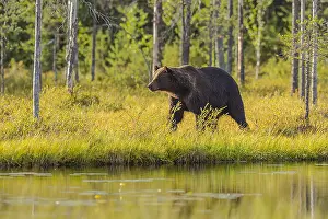 130319: Brown bear - adult male bear strolling along a little