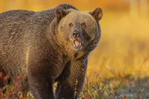 130319: Brown bear - adult male bear with winter coat in