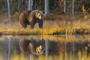 130319: Brown bear - adult male bear in winter coat with