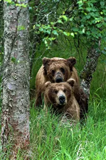 Renato Granieri: Brown Bear adults mating