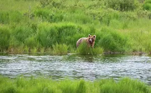 Keren: Brown Bear in Brooks River, Katmai National Park