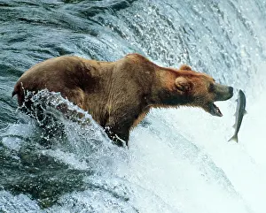 Leaping: Brown Bear - Catching a fish