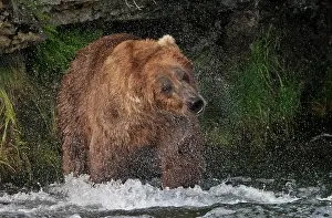 Keren: Brown Bear catching salmon at Brooks Falls, Katmai