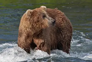 Keren: Brown Bear catching salmon at Brooks Falls, Katmai