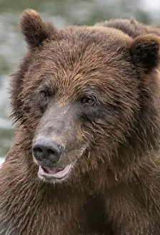 Dangerous: Brown bear is very close