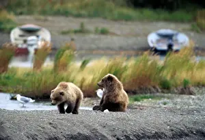 Twins: Brown Bear - Cub Twins playing on gravelbed by lakeshor