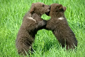 Brawling: Brown Bear - two cubs playing and brawling on hind legs
